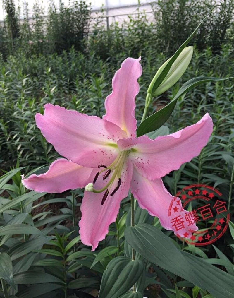 【优质】百合香蝶百合花狐尾百合，一束代发，价格可议