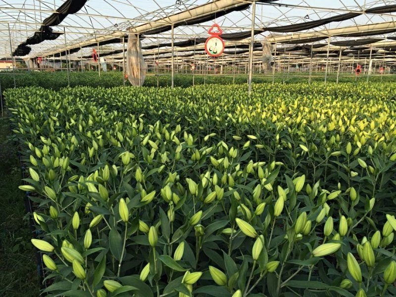 【优质】百合香蝶百合花狐尾百合，一束代发，价格可议