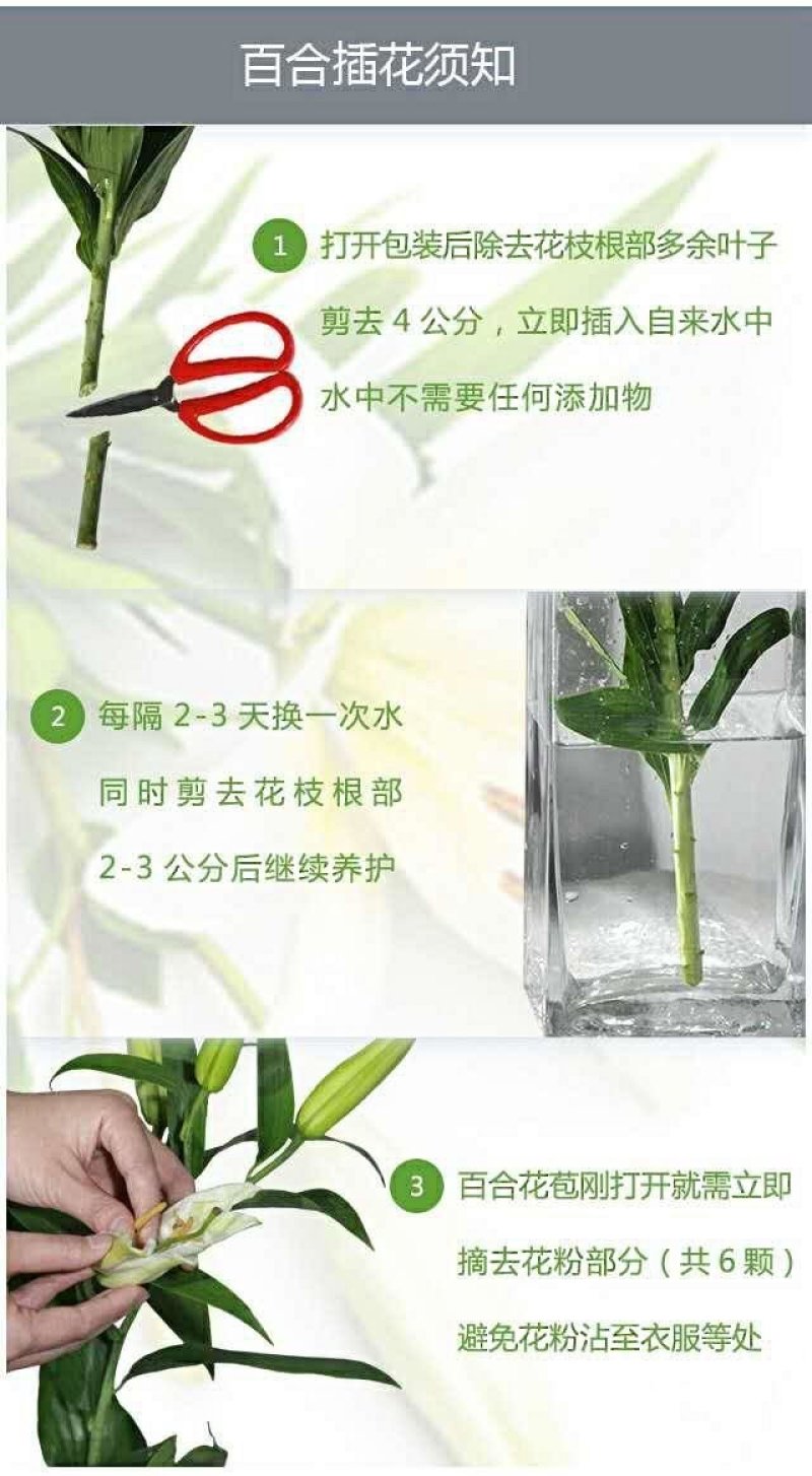 【优质】百合花重瓣百合花产地直供，接受预订。百合鲜切花