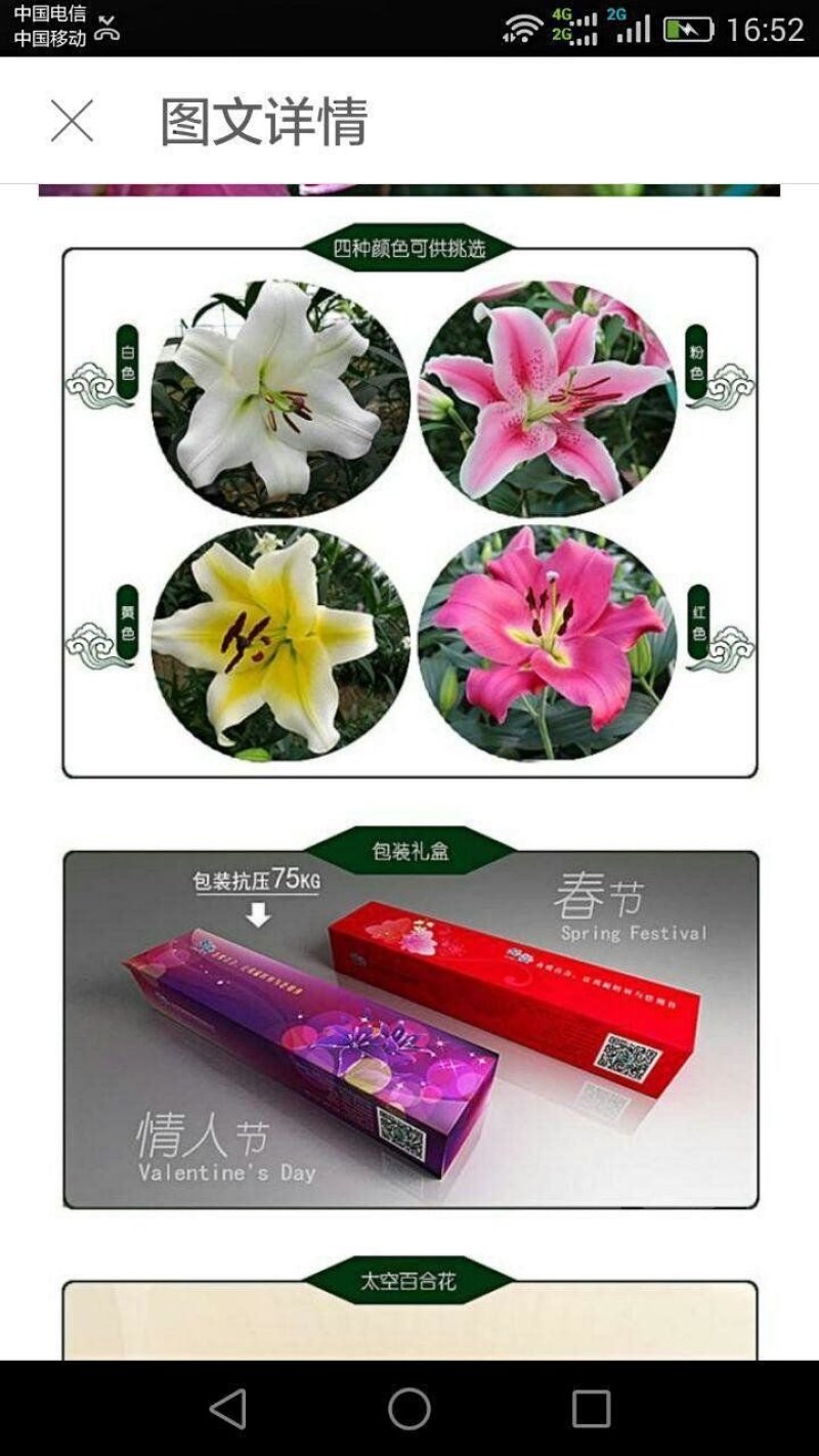 【优质】百合花重瓣百合花产地直供，接受预订。百合鲜切花
