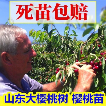樱桃苗车厘子，俄罗斯八号，美艳，红灯。包活，包结果。