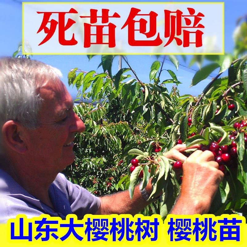 樱桃苗车厘子，俄罗斯八号，美艳，红灯。包活，包结果。