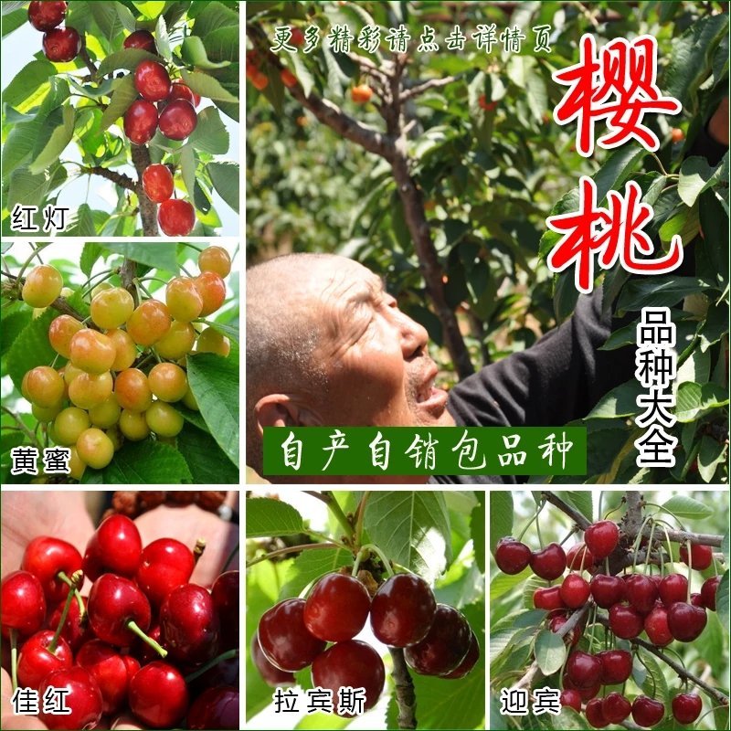 樱桃苗车厘子，俄罗斯八号，美艳，红灯。包活，包结果。