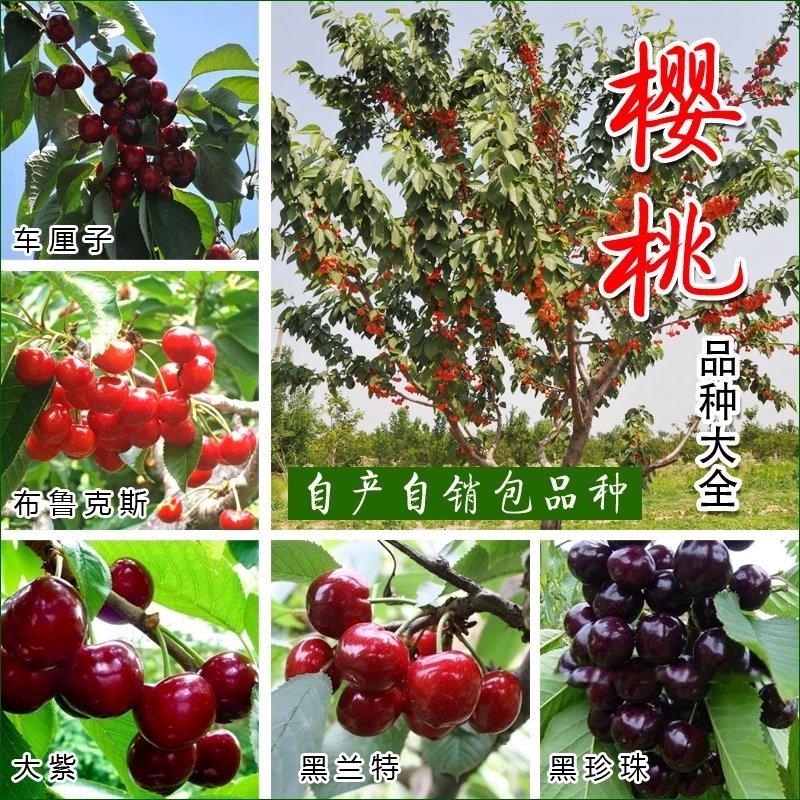 樱桃苗车厘子，俄罗斯八号，美艳，红灯。包活，包结果。