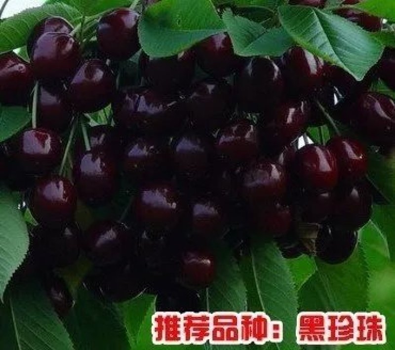 樱桃苗车厘子，俄罗斯八号，美艳，红灯。包活，包结果。