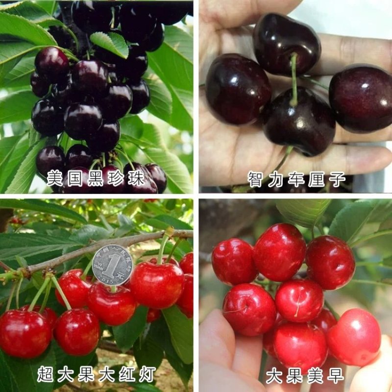 樱桃苗车厘子，俄罗斯八号，美艳，红灯。包活，包结果。