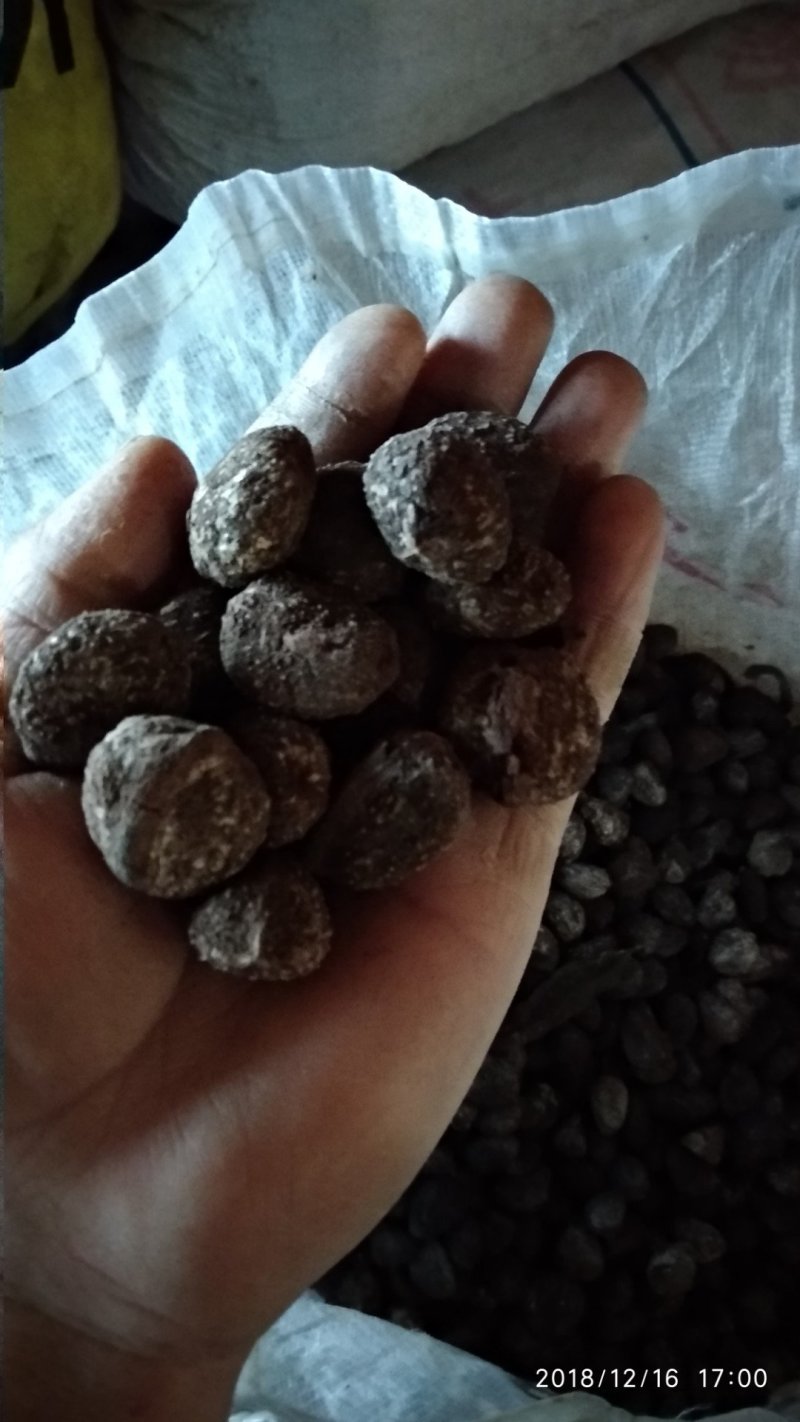 贵州铜仁高出油率油桐籽干货易种植无杂质多规格产地直发