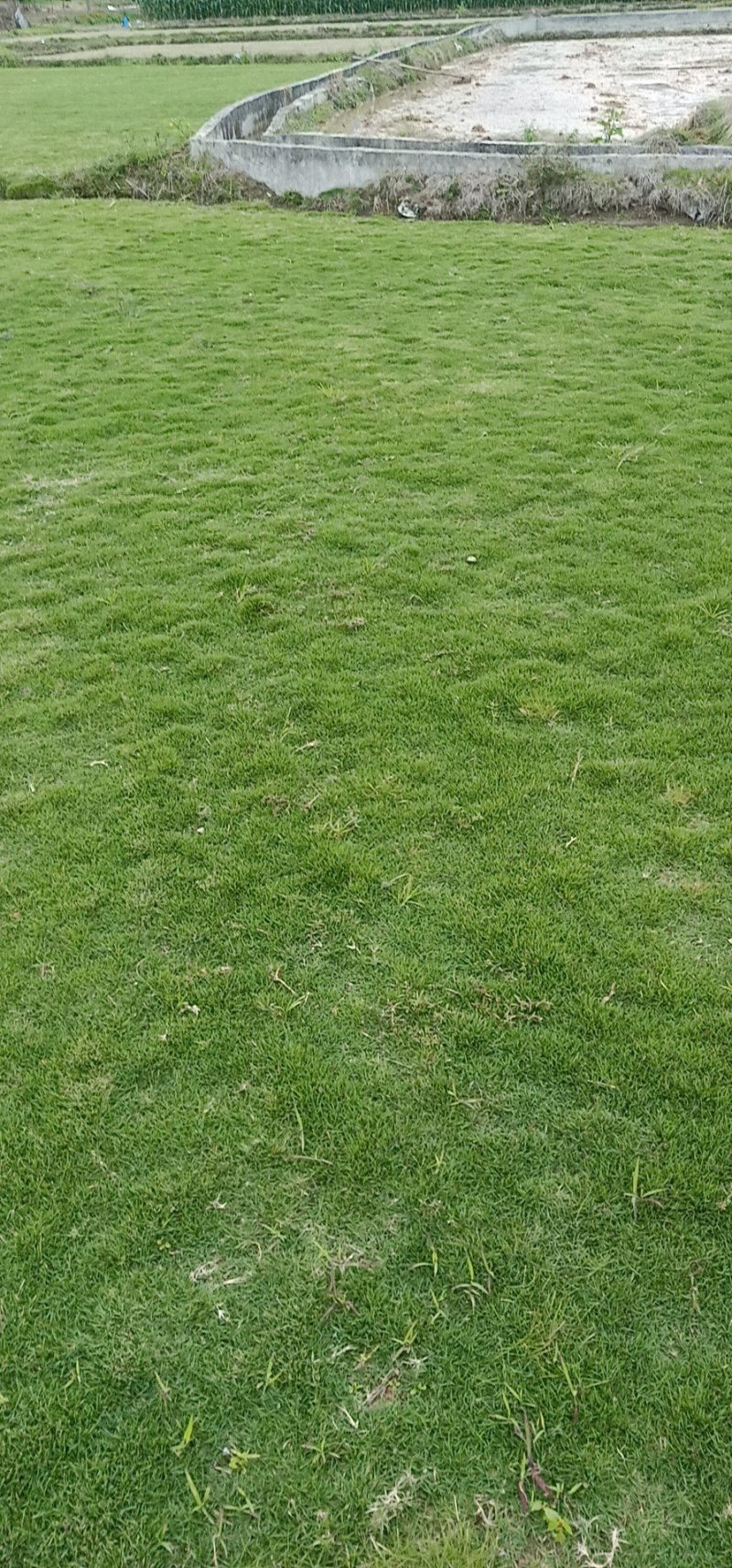 草皮