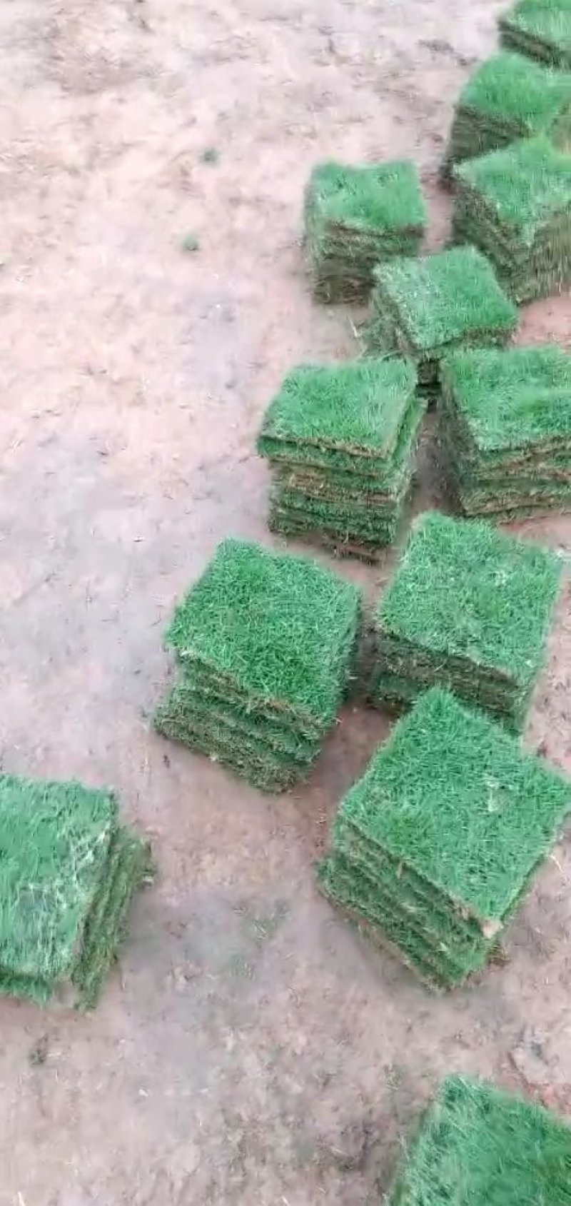 草皮