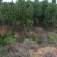 茶花树，茶花1到3米蓬经均有货源，九江货源基地