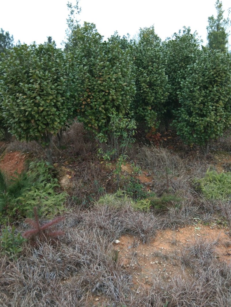 茶花树，茶花1到3米蓬经均有货源，九江货源基地