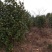 茶花树，茶花1到3米蓬经均有货源，九江货源基地