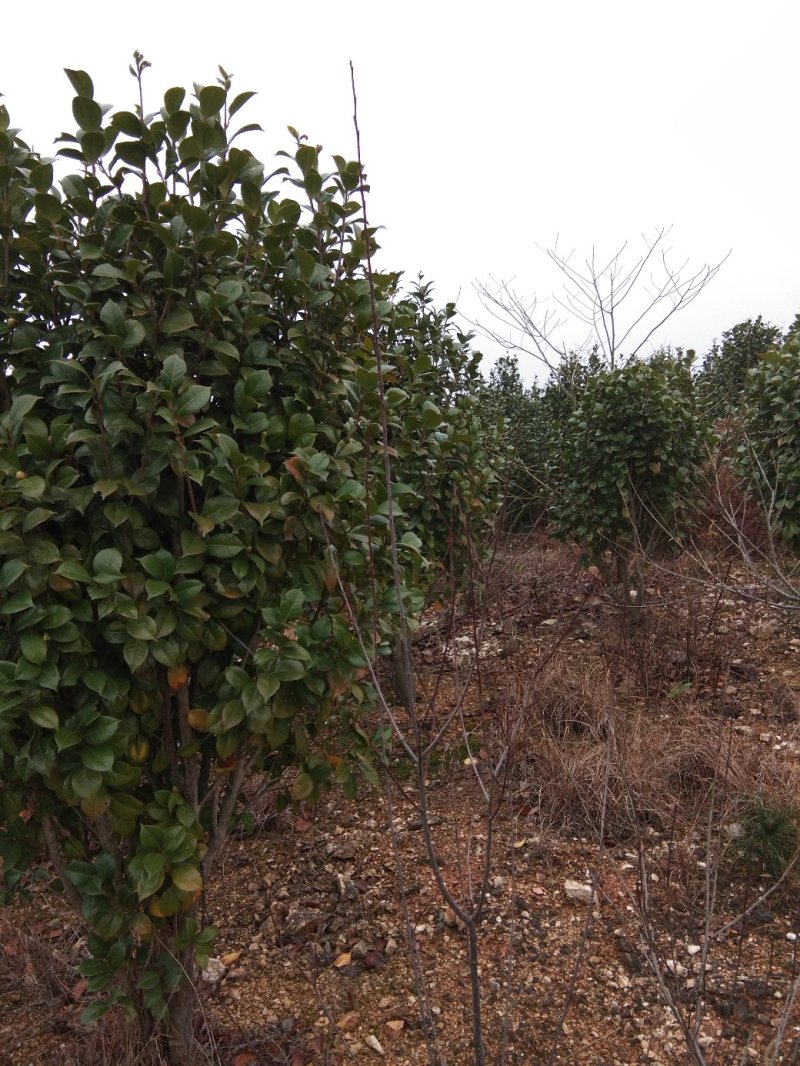 茶花树，茶花1到3米蓬经均有货源，九江货源基地