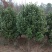 茶花树，茶花1到3米蓬经均有货源，九江货源基地