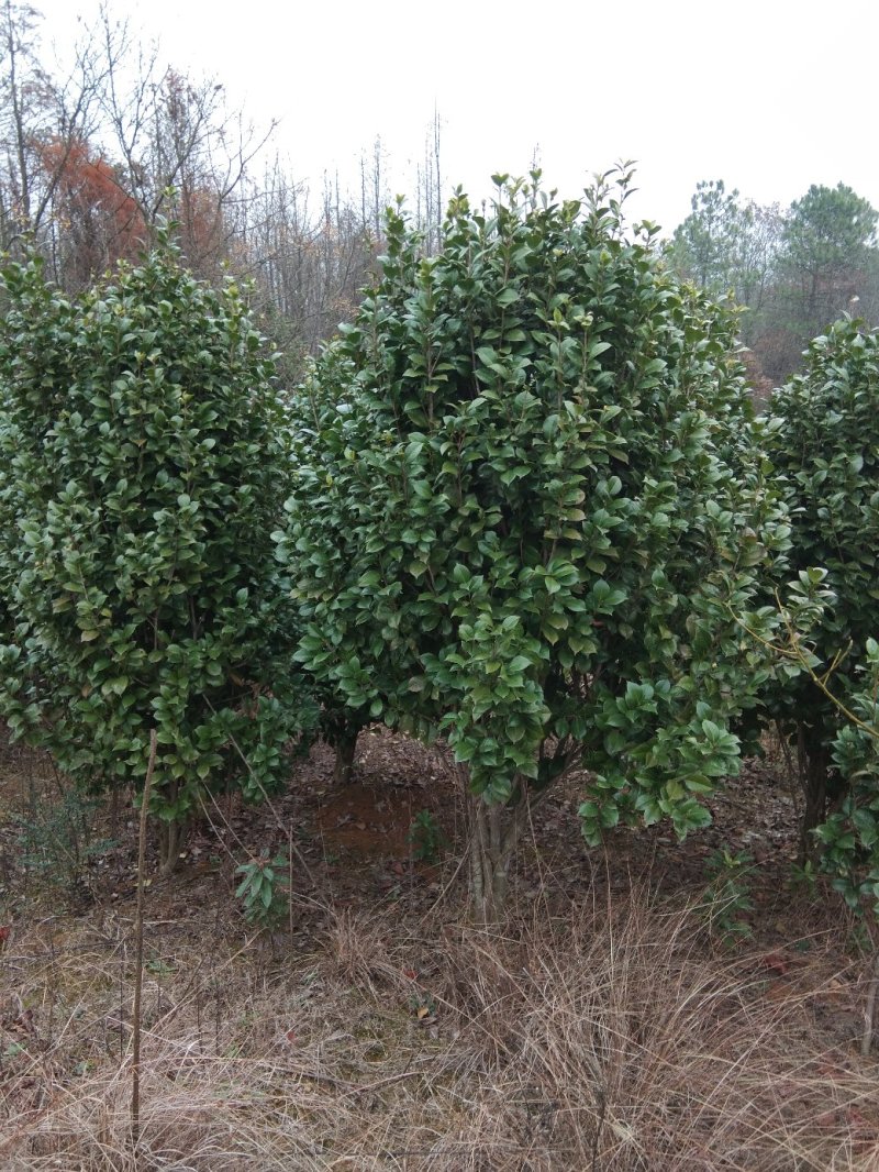 茶花树，茶花1到3米蓬经均有货源，九江货源基地