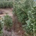 茶花树，茶花1到3米蓬经均有货源，九江货源基地