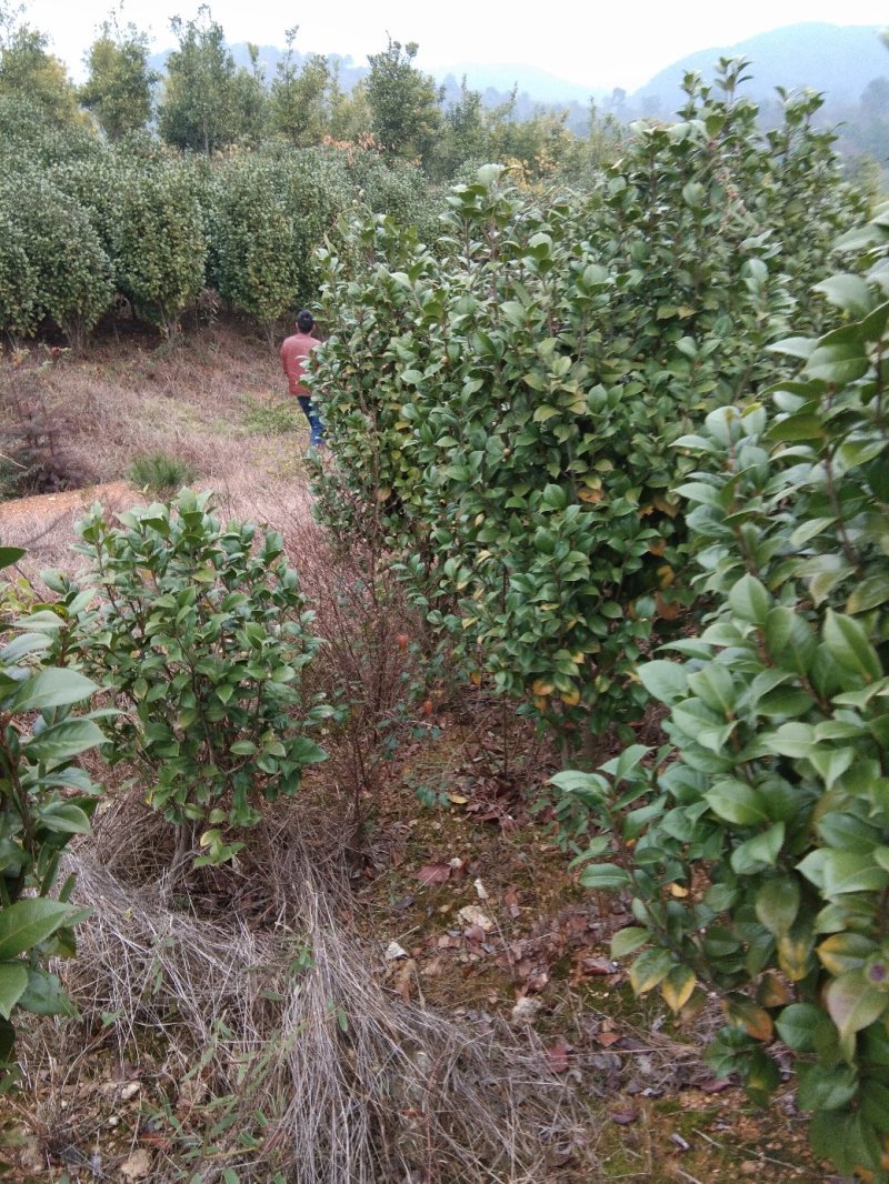 茶花树，茶花1到3米蓬经均有货源，九江货源基地