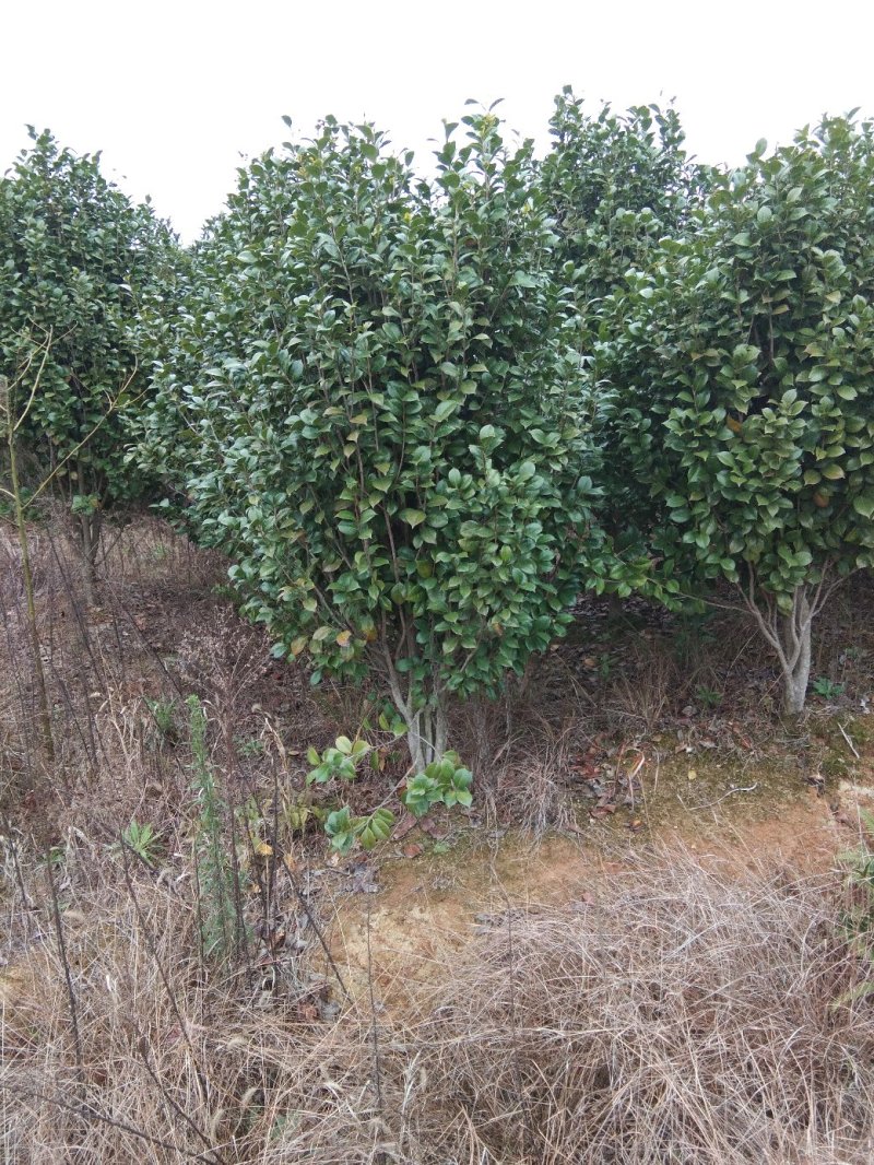茶花树，茶花1到3米蓬经均有货源，九江货源基地