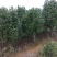 茶花树，茶花1到3米蓬经均有货源，九江货源基地