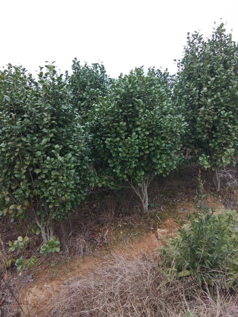 茶花树，茶花1到3米蓬经均有货源，九江货源基地
