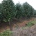 茶花树，茶花1到3米蓬经均有货源，九江货源基地