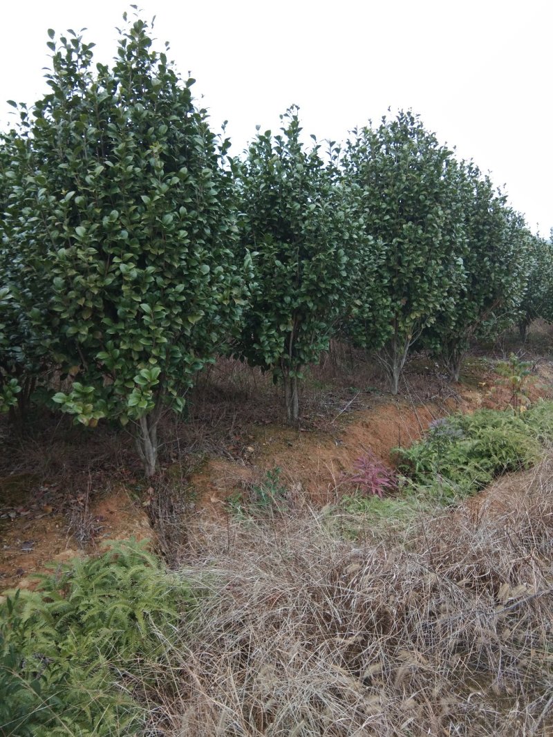 茶花树，茶花1到3米蓬经均有货源，九江货源基地