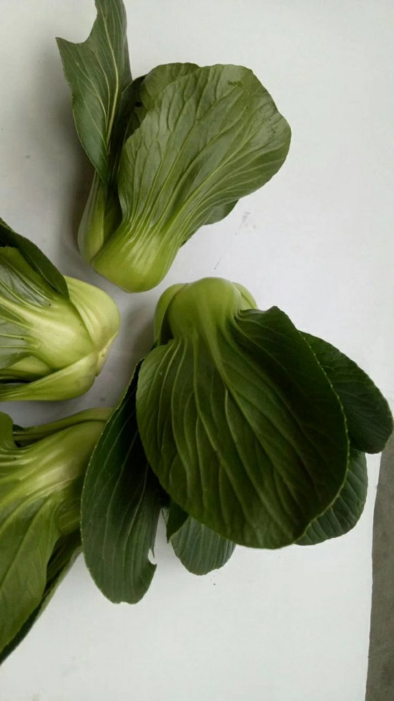 (精品上海青矮脚菜)大量上市，150亩种植，可批发