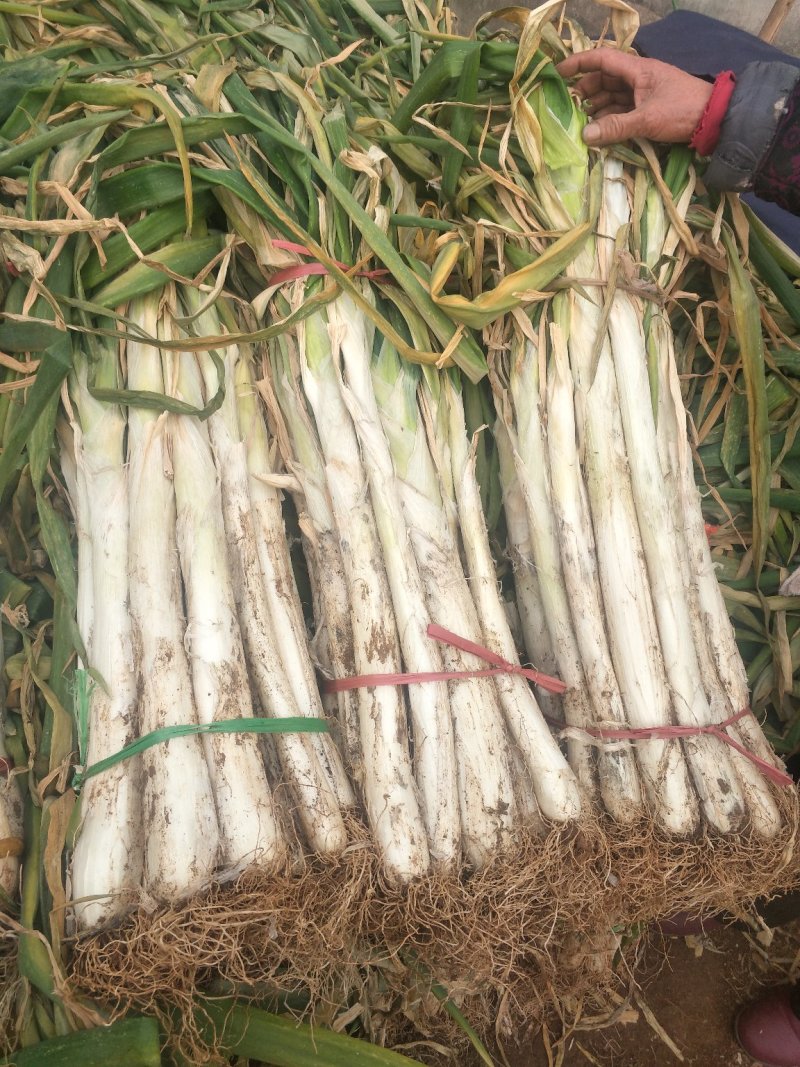 大量供应优质大葱货源大，上货快，望各位老板前来选购。