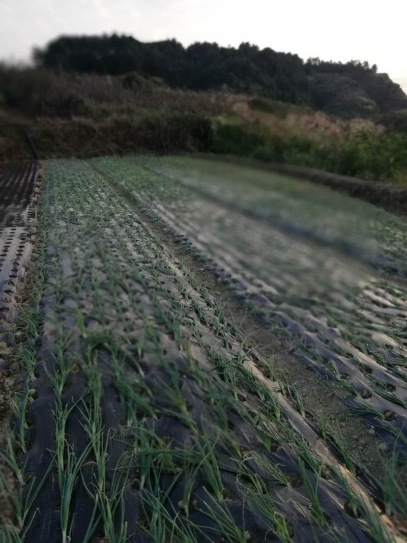 大量现货香葱专用打孔地膜，带孔地膜，