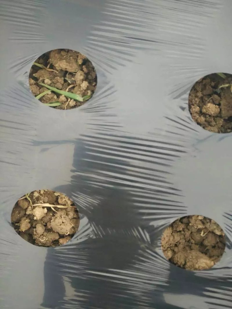 大量现货香葱专用打孔地膜，带孔地膜，