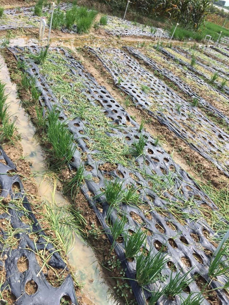 大量现货香葱专用打孔地膜，带孔地膜，