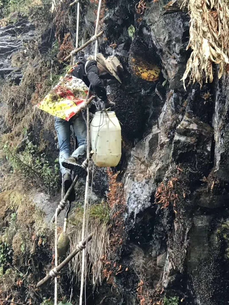 野蜂蜜