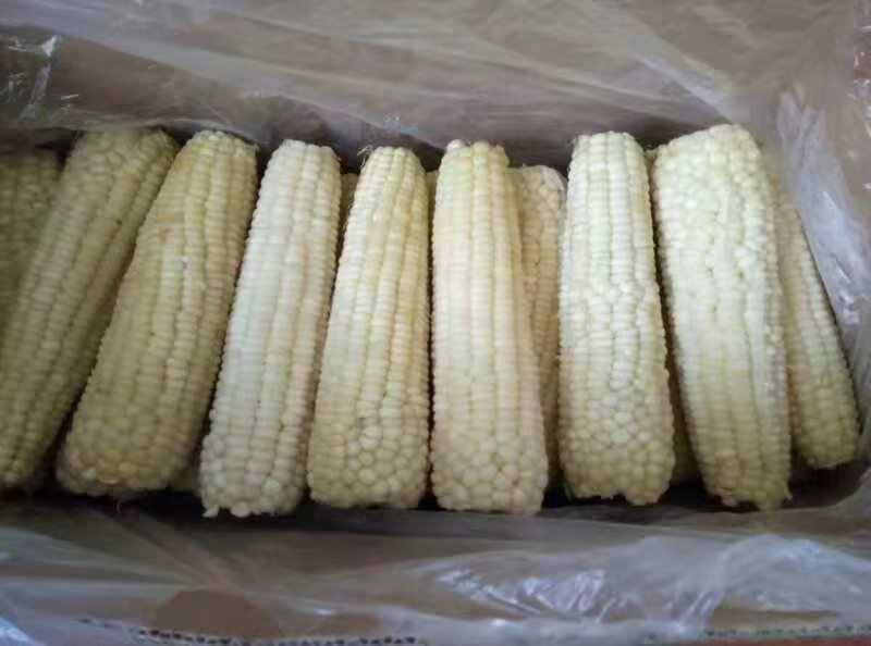 厂家直销速冻玉米，速冻豆角，船冻青鱼等