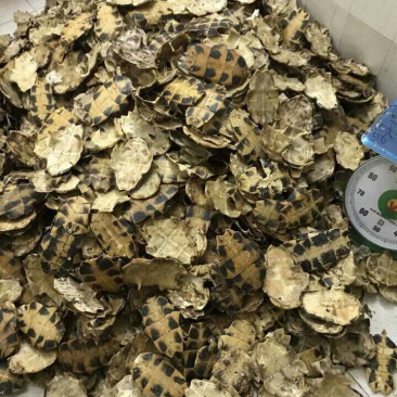 龟壳