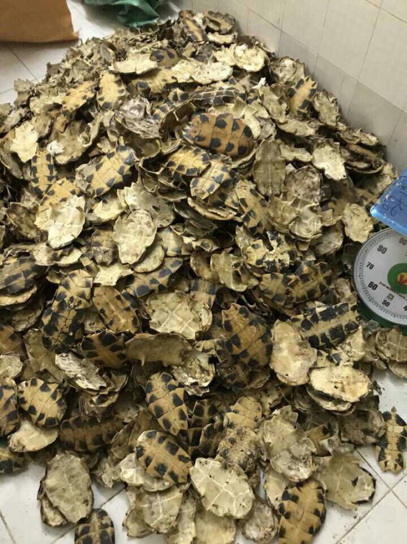 龟壳