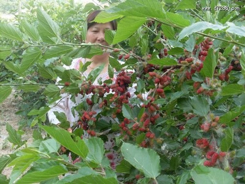 圣丰果桑苗基地供应四季，大十桑树苗，龙桑，黑珍珠桑椹苗，