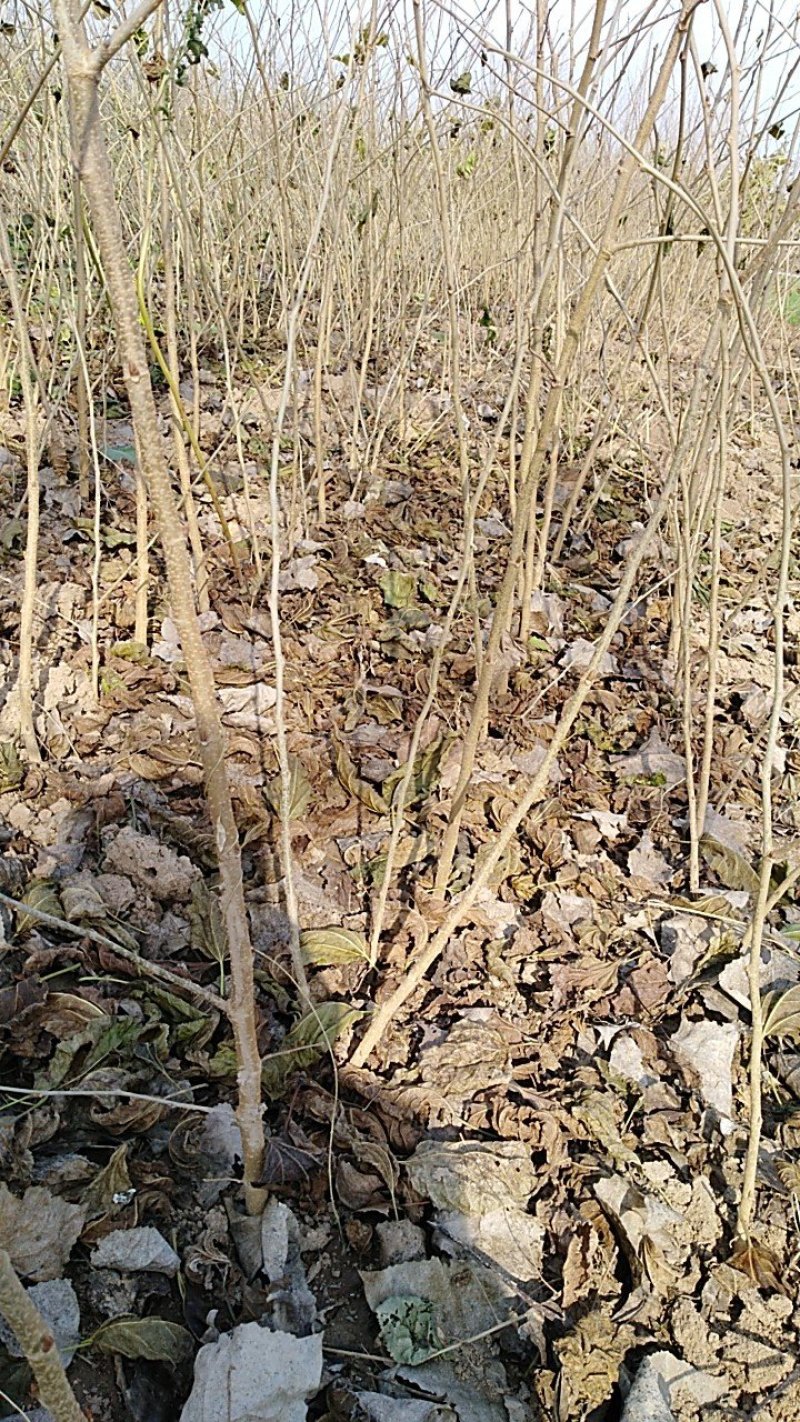 圣丰果桑苗基地供应四季，大十桑树苗，龙桑，黑珍珠桑椹苗，