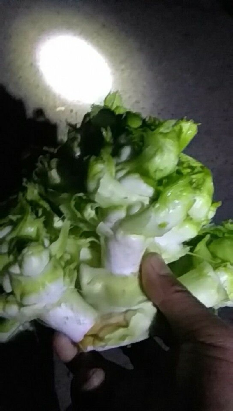 儿菜，2斤左右