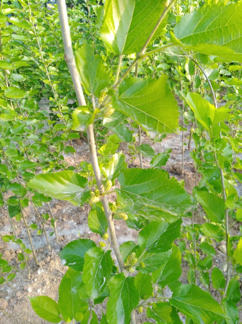 圣丰果桑苗基地供应四季，大十桑树苗，龙桑，黑珍珠桑椹苗，