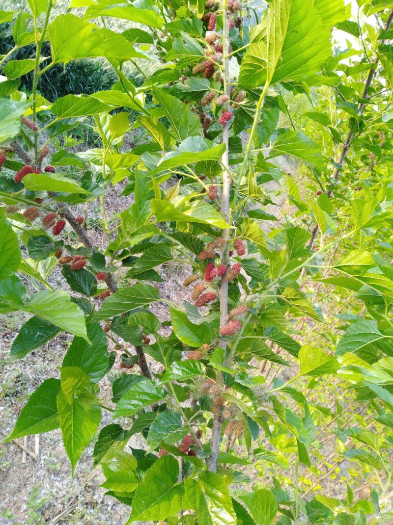 圣丰果桑苗基地供应四季，大十桑树苗，龙桑，黑珍珠桑椹苗，