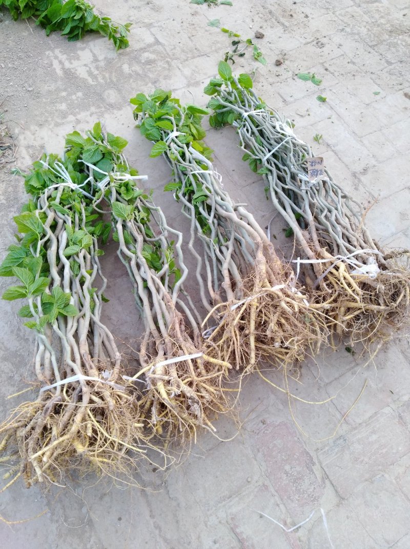 圣丰果桑苗基地供应四季，大十桑树苗，龙桑，黑珍珠桑椹苗，
