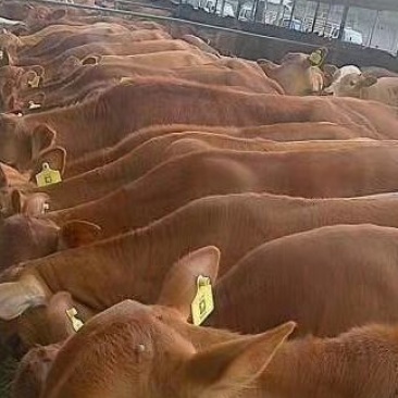 肉牛