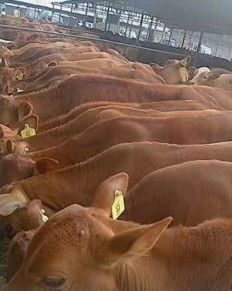肉牛