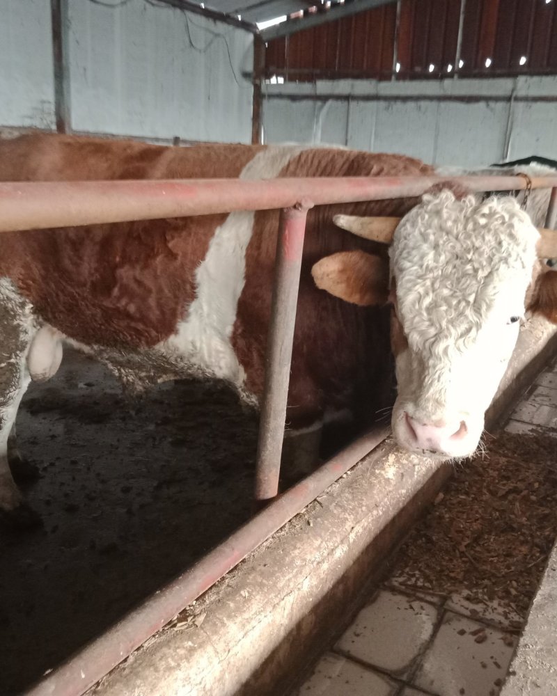 肉牛