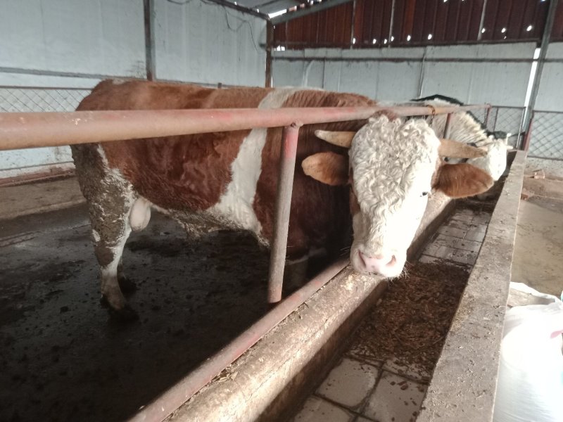 肉牛