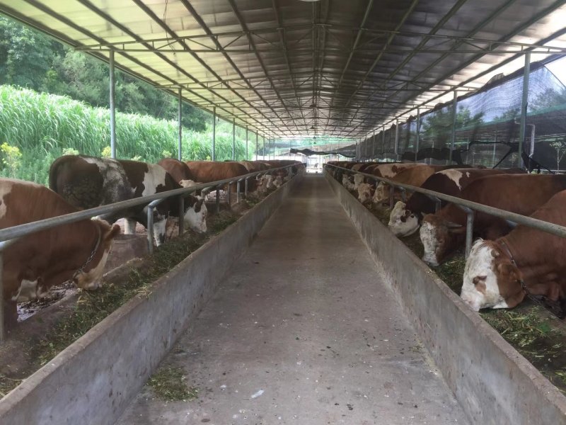 肉牛