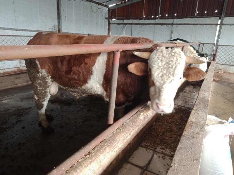 肉牛