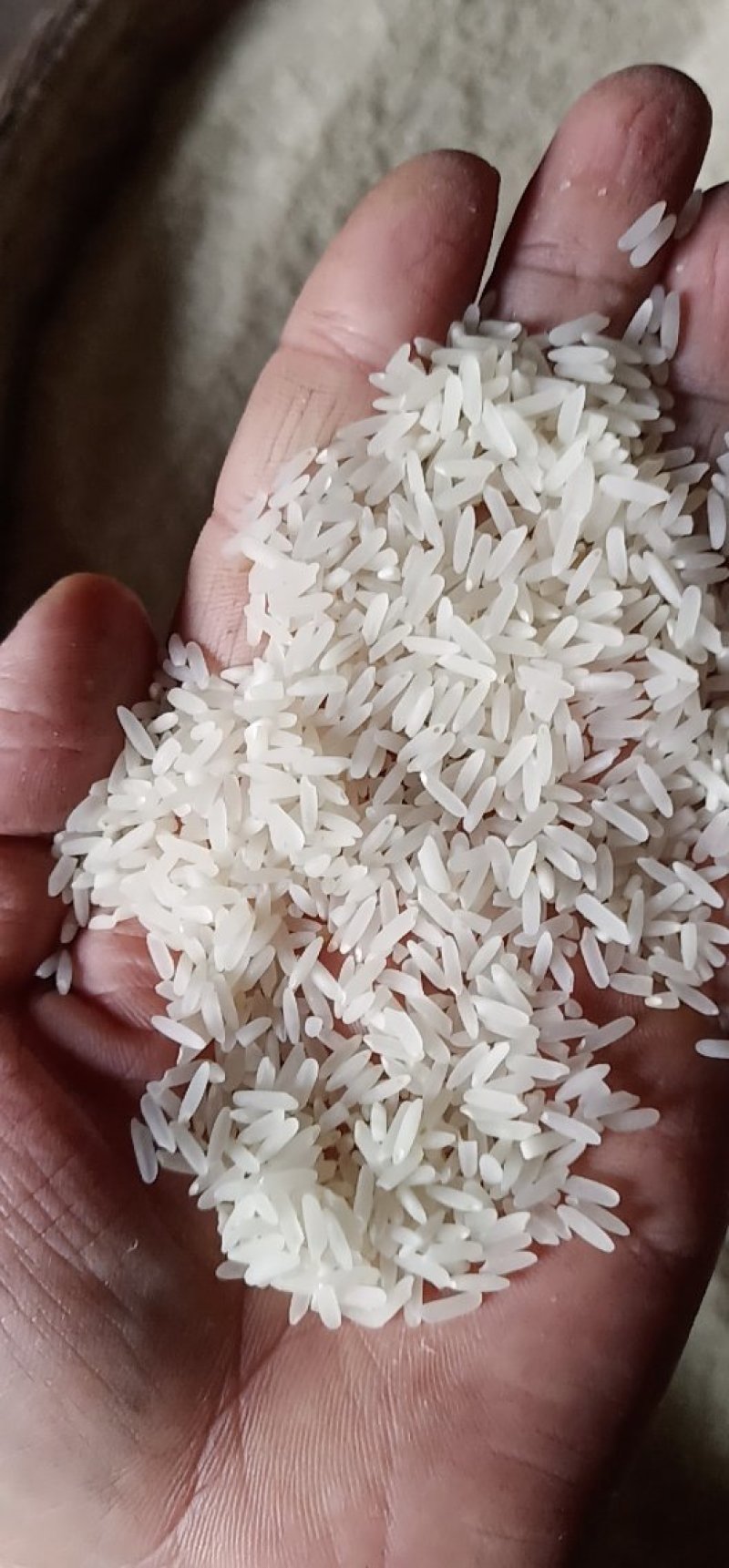 黄花占稻谷，价格实惠，保证质量