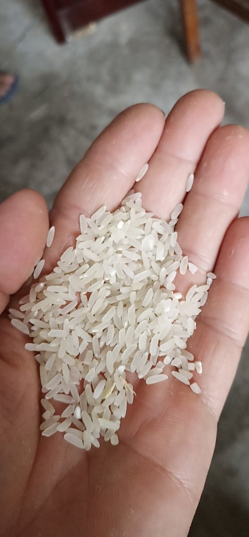 黄花占稻谷，价格实惠，保证质量