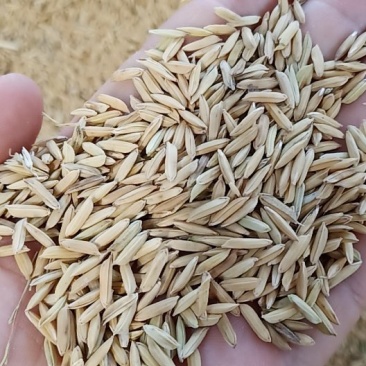 黄花占稻谷，价格实惠，保证质量